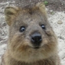 quokkaz