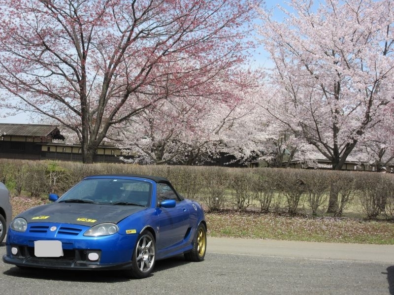 At Sakura festival